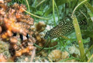 Philippines - Underwater life 0022